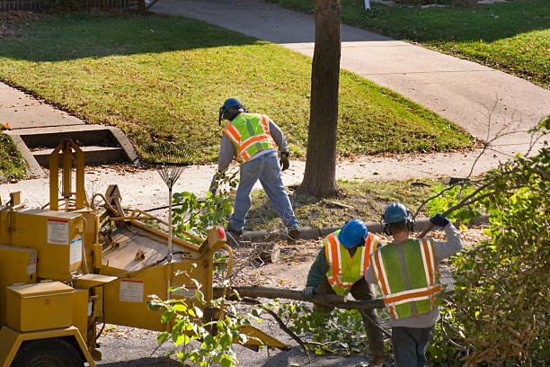 How Our Tree Care Process Works  in Three Rivers, CA